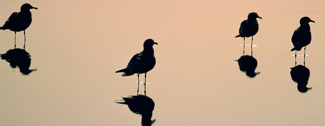 Gulls 1992