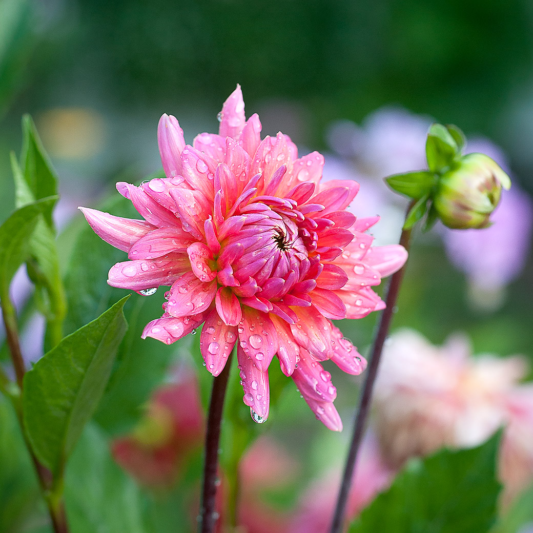 Dahlia Emily Post House 2011