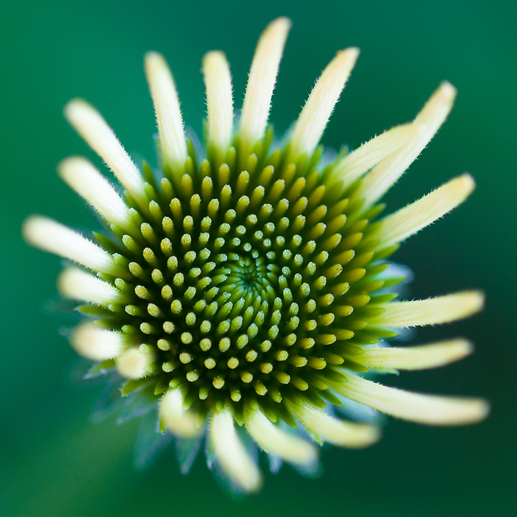 Echinacea 2011