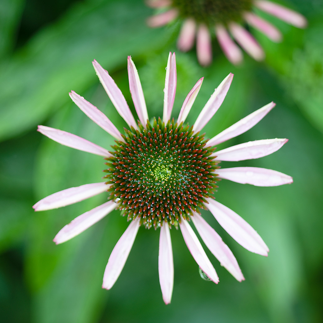 Echinacea 2019