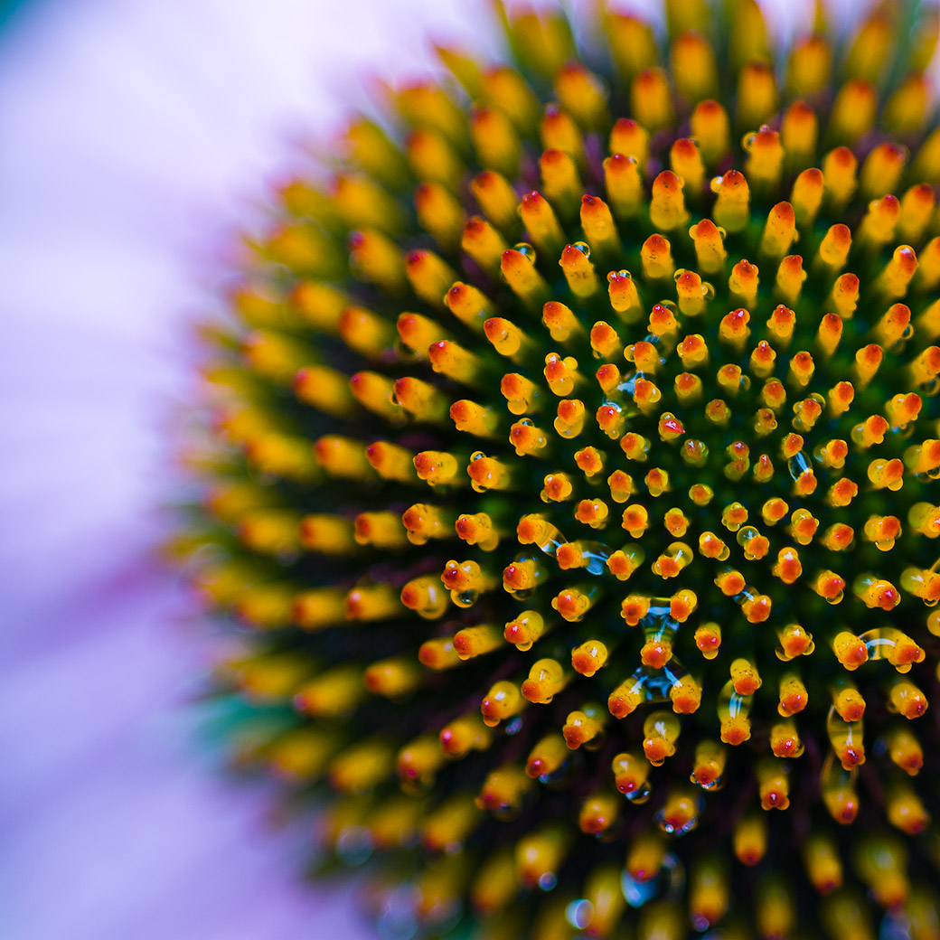 Echinacea II 2008