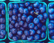 Blueberries 2007
