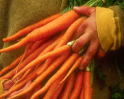 Carrots, Farmers' Market 2003