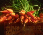 Carrots, Farmers' Market II 2003