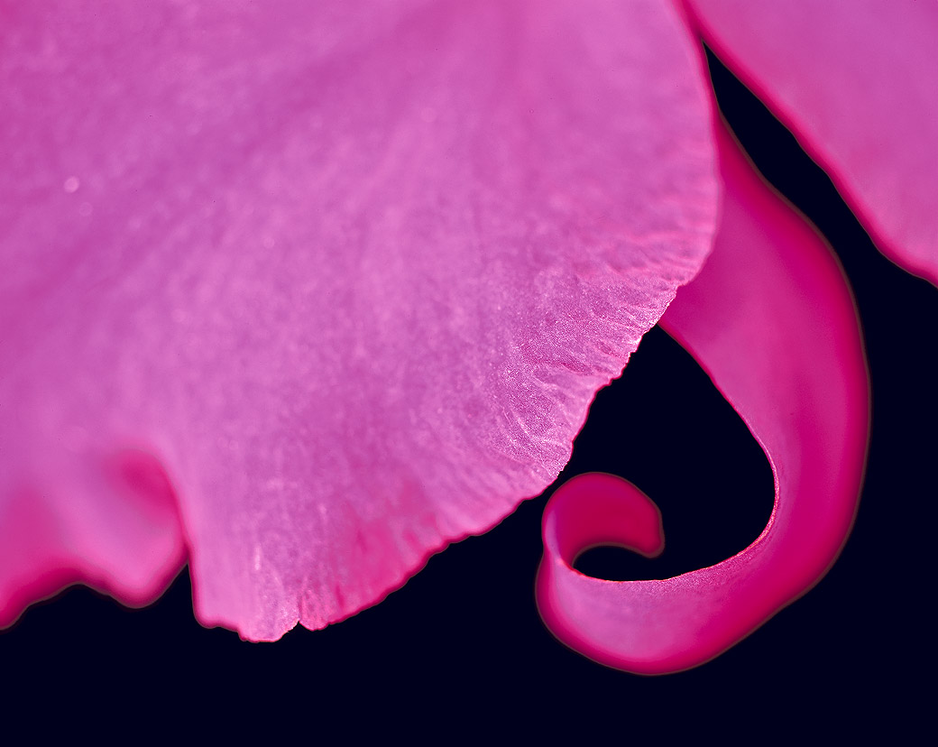 Cattleya Orchid II 2001