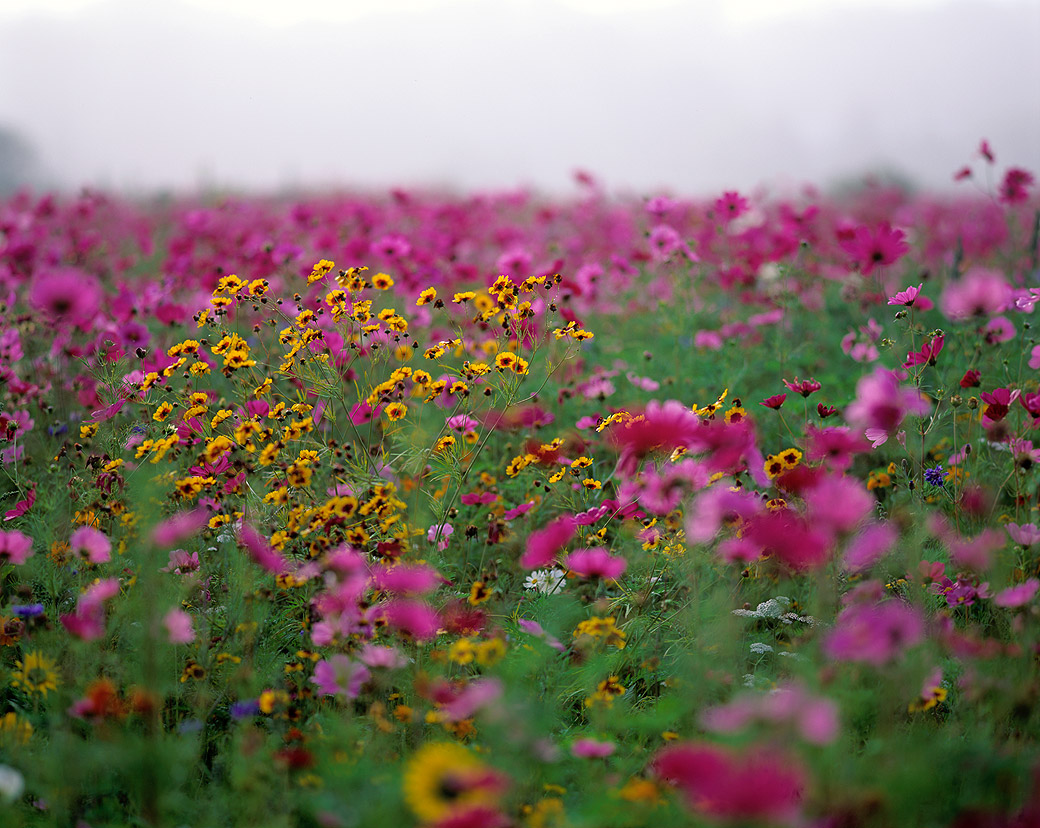 Marina's Field 1992