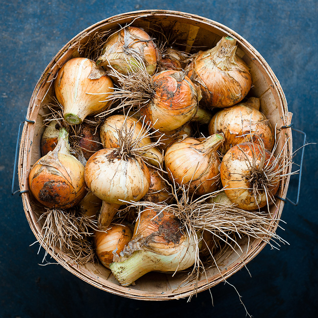 Onions, Morning Glory Farm 2013