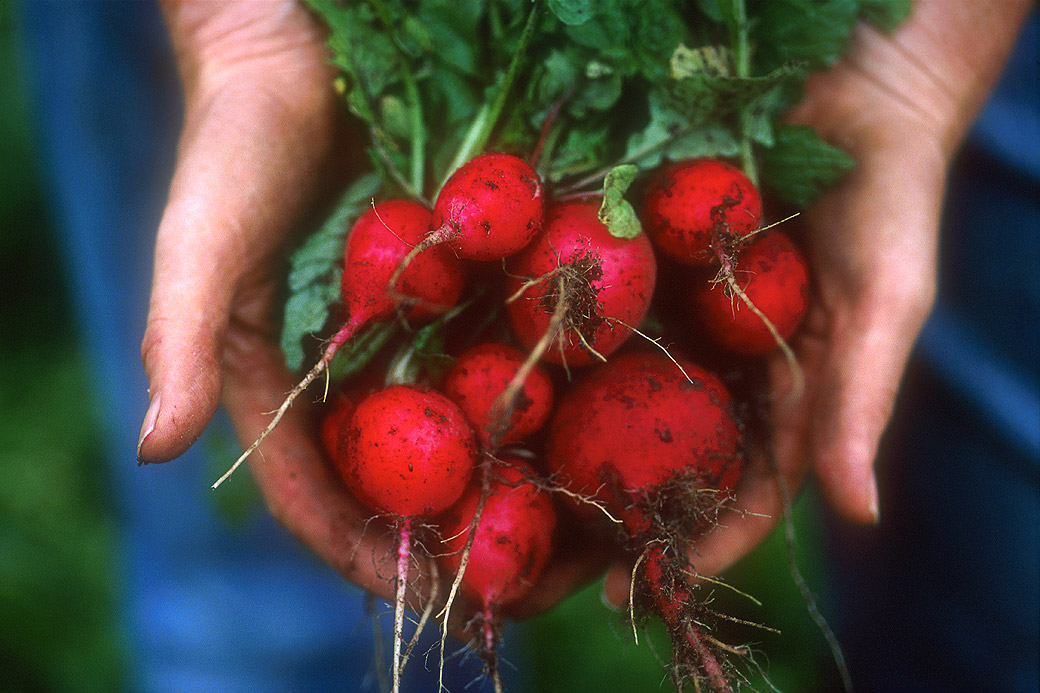 Radishes, Blackwater Farm 2003