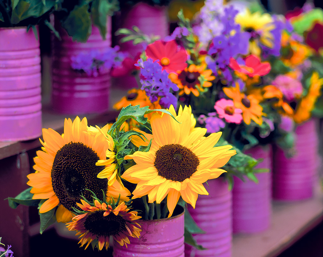 Sunflowers, Farmers' Market 1995