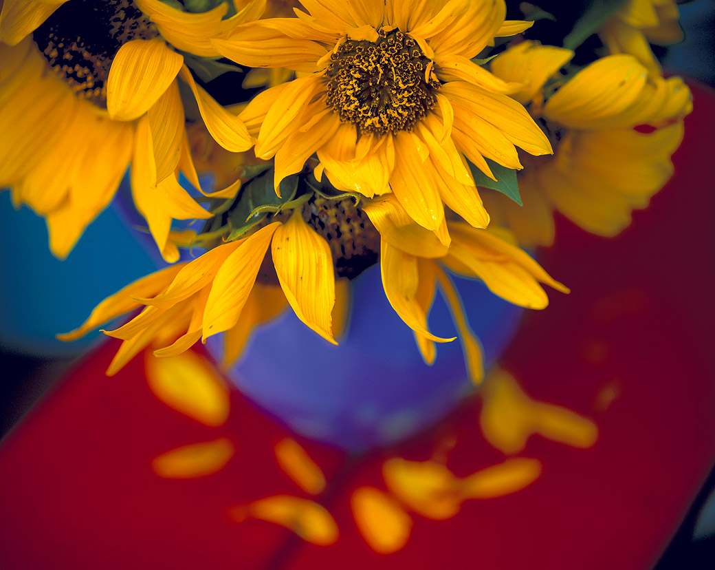 Sunflowers, Farm Pond House 2000