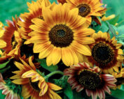 Sunflowers, Morning Glory Farm 1989