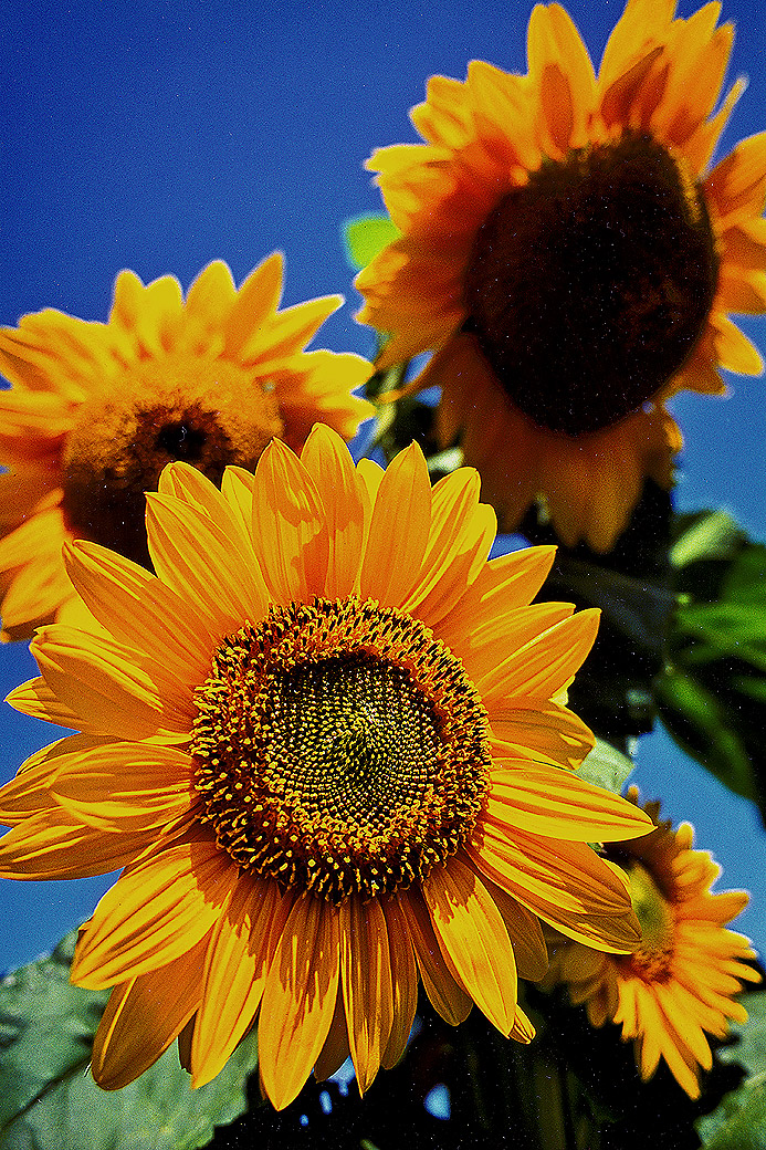 Sunflowers, Tiasquam Brook Farm 1992