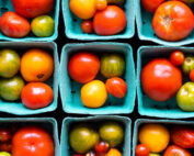 Tomatoes, North Tabor Farm 2021