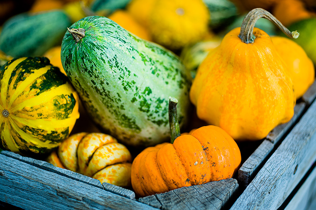 Winter Squash, Morning Glory Farm 2012