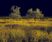 Olive Trees, Tuscany 1999