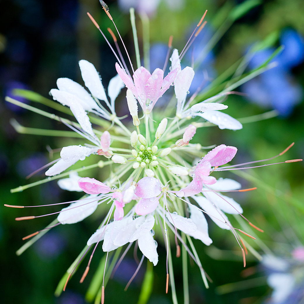 Spider Flower 2014